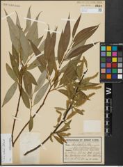 Foto von Salix alba L. x Salix fragilis L.